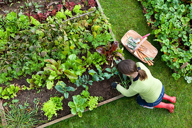 Préparation du potager en mi-février