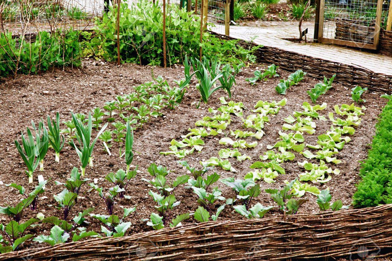 Potager en février